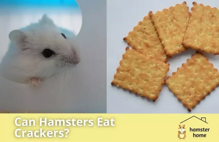 Can Hamsters Eat Crackers