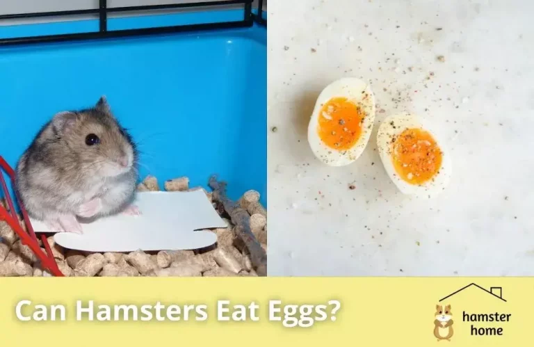 Can Hamsters Eat Eggs