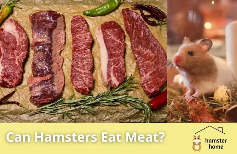 Can Hamsters Eat Meat
