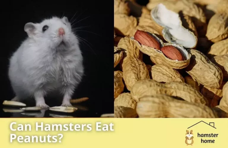 Can Hamsters Eat Peanuts