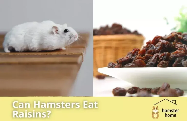 Can Hamsters Eat Raisins