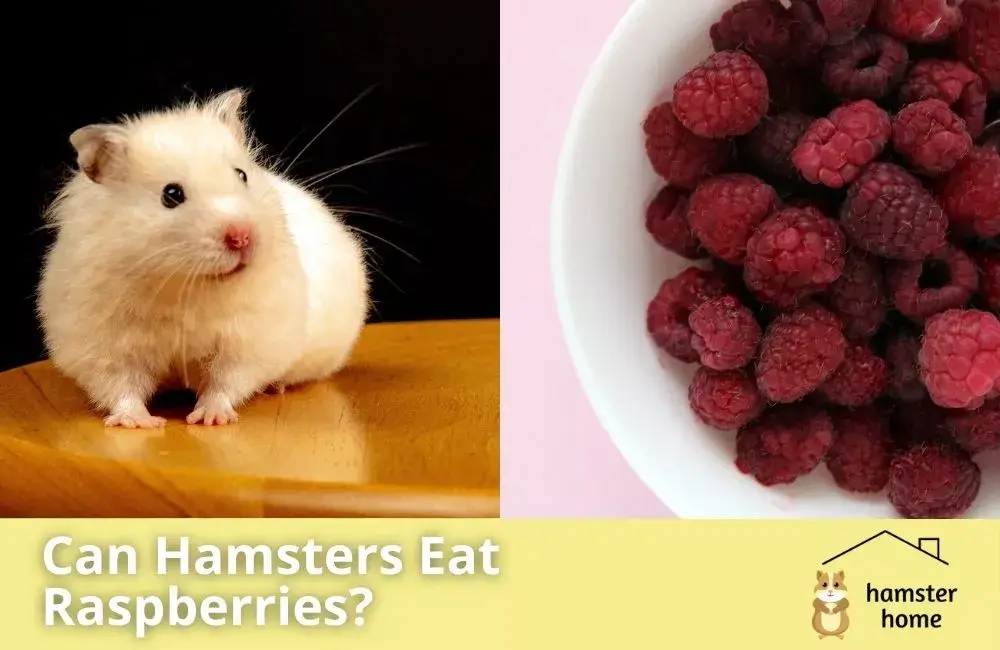 Can Hamsters Eat Raspberries? Read This Before You Feed One! • Hamster Home
