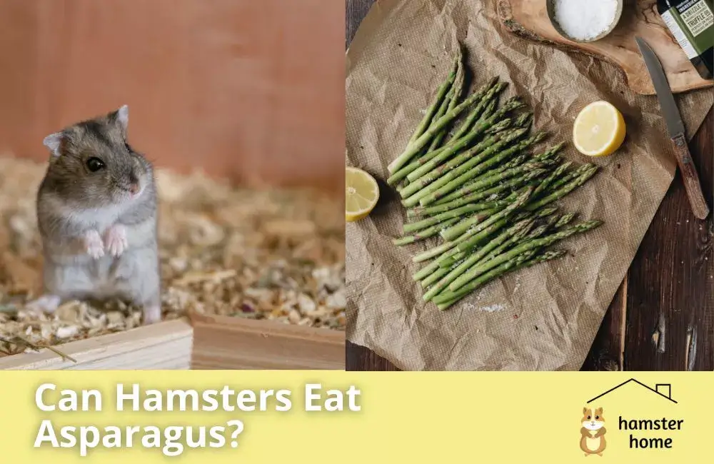 Can Hamsters Eat Asparagus? Read This Before Feeding One • Hamster Home