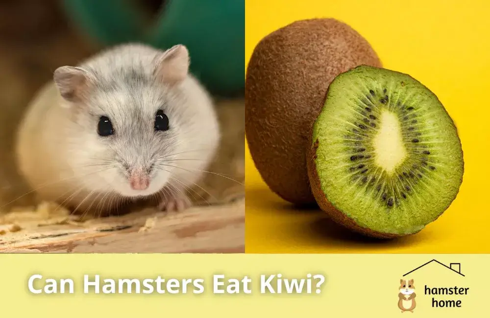 Can Hamsters Eat Kiwi? Or You Should Pass Them? • Hamster Home