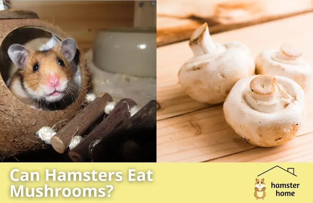 Can Hamster Eat Mushrooms? With Facts And Instructions • Hamster Home