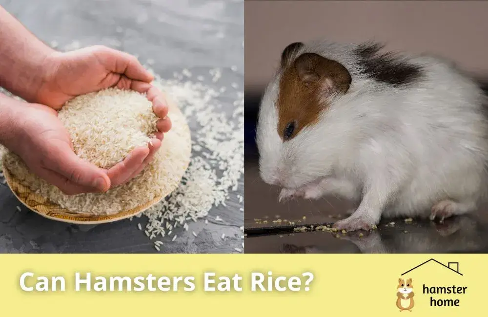 Can Hamsters Eat Rice? Most Comprehensive Overview • Hamster Home