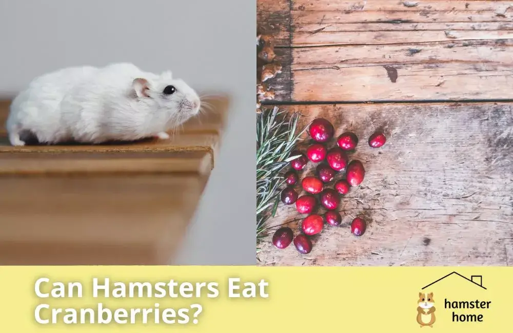 Can Hamsters Eat Cranberries? An Interesting Overview • Hamster Home