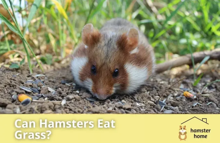 Can Hamsters Eat Grass