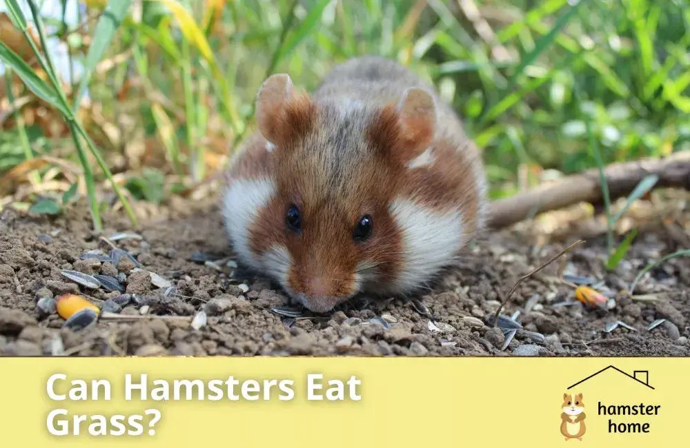 Can Hamsters Eat Grass? All You Need To Know • Hamster Home