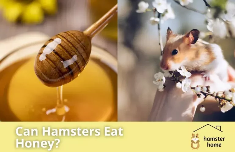 Can Hamsters Eat Honey