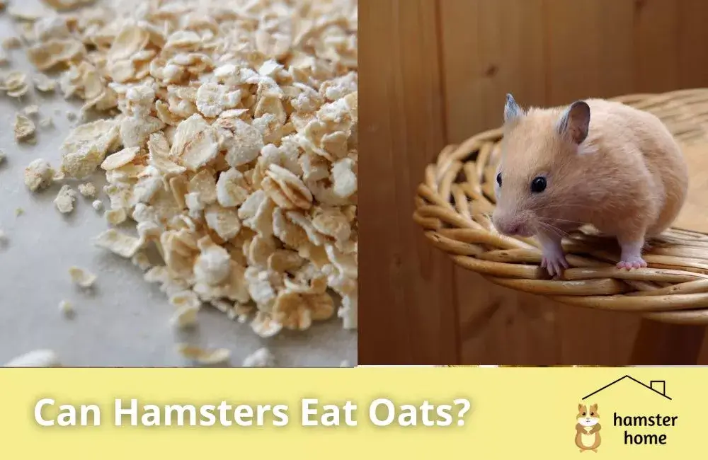 Can Hamsters Eat Oats? All You Need To Know • Hamster Home