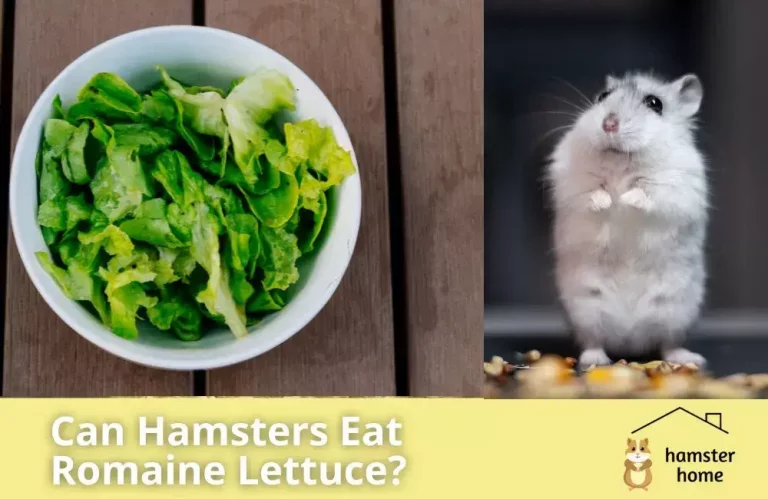 Can Hamsters Eat Romaine Lettuce